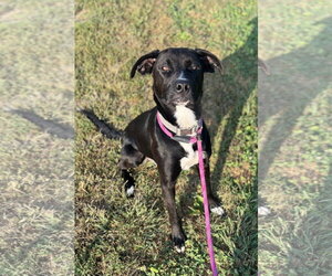 Labrador Retriever-Unknown Mix Dogs for adoption in Williamsburg, IA, USA