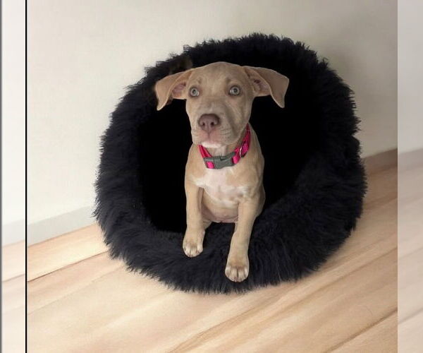 Medium Photo #5 American Pit Bull Terrier-American Staffordshire Terrier Mix Puppy For Sale in Wenonah, NJ, USA