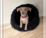 Small #4 American Pit Bull Terrier-American Staffordshire Terrier Mix