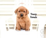 Puppy Tracey Labrador Retriever