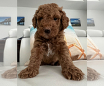 Puppy Milo Goldendoodle (Miniature)