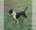 Small #1 Mutt