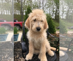 Labradoodle Puppy for sale in GREENUP, IL, USA