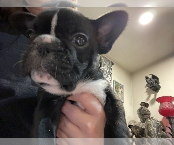Medium Photo #18 French Bulldog Puppy For Sale in HOPE MILLS, NC, USA
