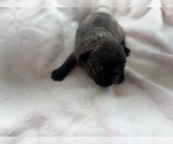 Medium Photo #1 French Bulldog Puppy For Sale in WAMEGO, KS, USA