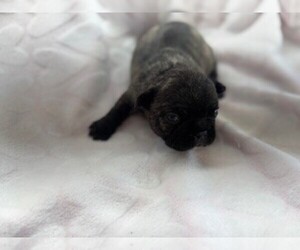 Medium French Bulldog