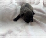 Puppy Puppy 3 French Bulldog