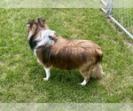 Small #3 Mutt