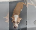Small American Pit Bull Terrier