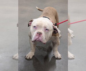 American Bulldog Dogs for adoption in Forestville, MD, USA