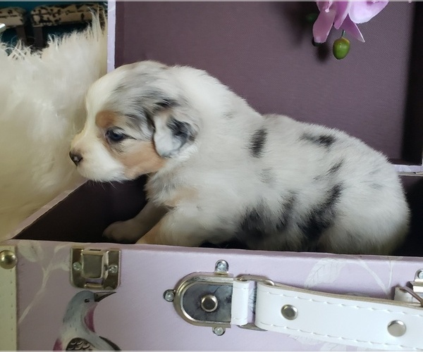 Medium Photo #17 Australian Shepherd Puppy For Sale in PROVIDENCE FORGE, VA, USA