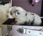 Small #16 Australian Shepherd