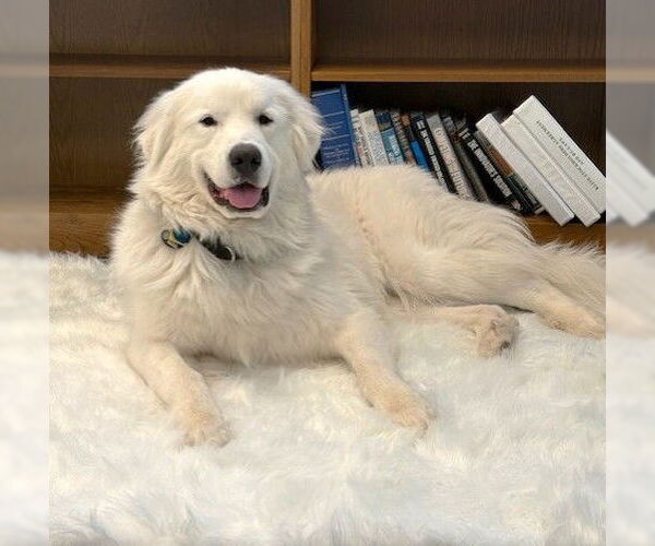 Medium Photo #1 Great Pyrenees Puppy For Sale in Boonton, NJ, USA