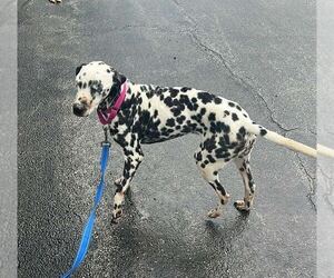 Dalmatian Dogs for adoption in GILBERTS, IL, USA