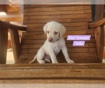 Small Photo #100 Labrador Retriever Puppy For Sale in EDGEWOOD, TX, USA