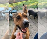 Small #14 American Pit Bull Terrier Mix