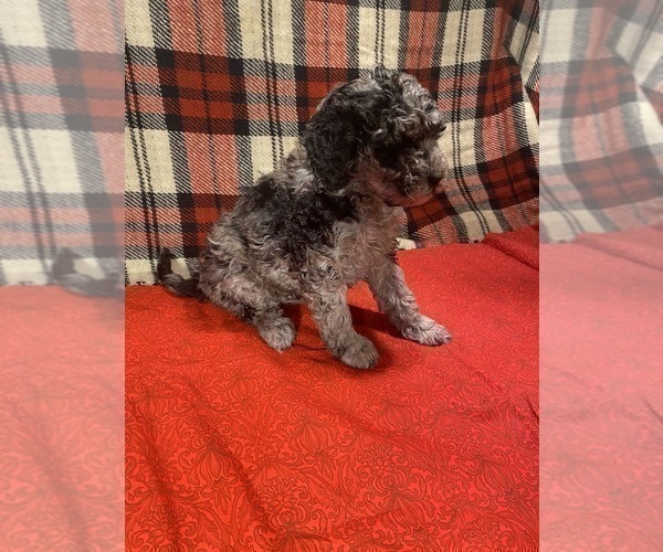 Medium Photo #1 Poodle (Miniature) Puppy For Sale in STATESVILLE, NC, USA
