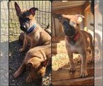 Small Photo #4 Belgian Malinois Puppy For Sale in MARION, LA, USA