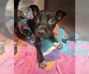 Labrador Retriever-Unknown Mix Dogs for adoption in Conroe, TX, USA