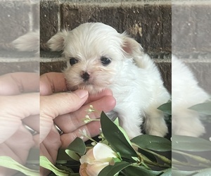 Maltese Puppy for Sale in NILES, Michigan USA