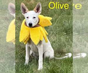 Mutt Dogs for adoption in pomfret, CT, USA