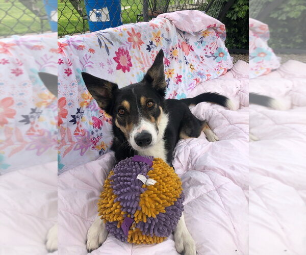 Medium Photo #5 Border Collie-Unknown Mix Puppy For Sale in Elmsford, NY, USA