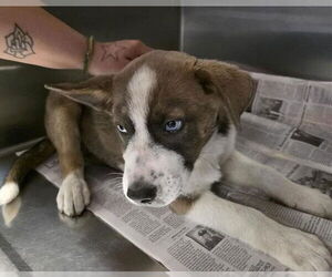 Siberian Husky-Unknown Mix Dogs for adoption in San Antonio, TX, USA