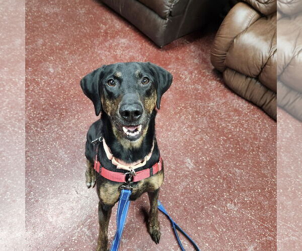 Medium Photo #12 Mutt Puppy For Sale in Fargo, ND, USA