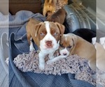 Chunk - Male American Bully Puppy for Sale - Small photo