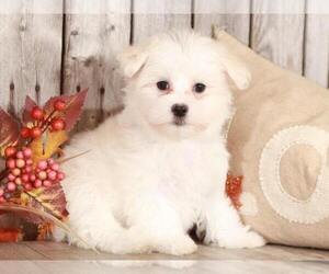 Maltese Puppy for sale in MOUNT VERNON, OH, USA