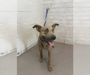 Mutt Dogs for adoption in San Bernardino, CA, USA