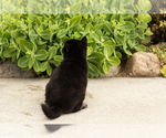 Small Photo #21 Shiba Inu Puppy For Sale in MILLERSBURG, IN, USA