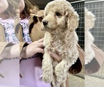 Puppy Sazz Labradoodle