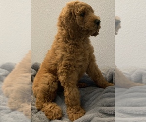Goldendoodle Puppy for sale in HUNTINGTON BEACH, CA, USA