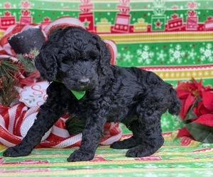 Poodle (Standard) Puppy for sale in LANCASTER, PA, USA