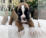Small #6 Boxer