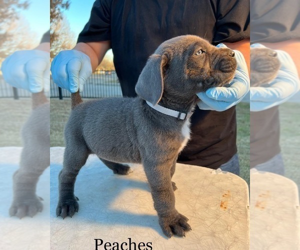 Medium Photo #5 Cane Corso Puppy For Sale in GRAND PRAIRIE, TX, USA
