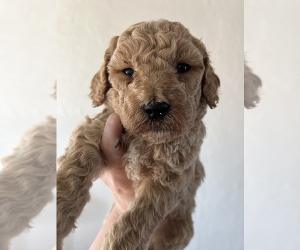 Medium Photo #13 Poodle (Standard) Puppy For Sale in DAYTON, ID, USA