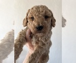 Small Photo #13 Poodle (Standard) Puppy For Sale in DAYTON, ID, USA