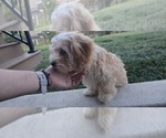 Small #4 Poovanese