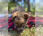 Small Photo #2 German Shepherd Dog Puppy For Sale in GALENA, MO, USA