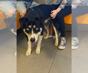 German Shepherd Dog-Siberian Husky Mix Dogs for adoption in Rancho Cucamonga, CA, USA