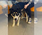 Small German Shepherd Dog-Siberian Husky Mix