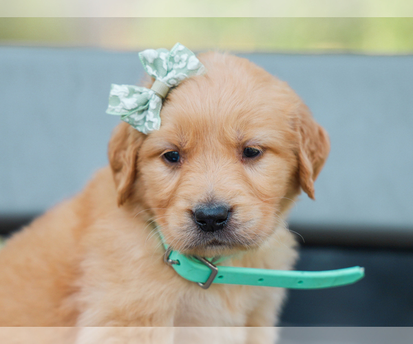 Medium Photo #4 Golden Retriever Puppy For Sale in LIBERTY, KY, USA