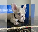 Small #9 French Bulldog