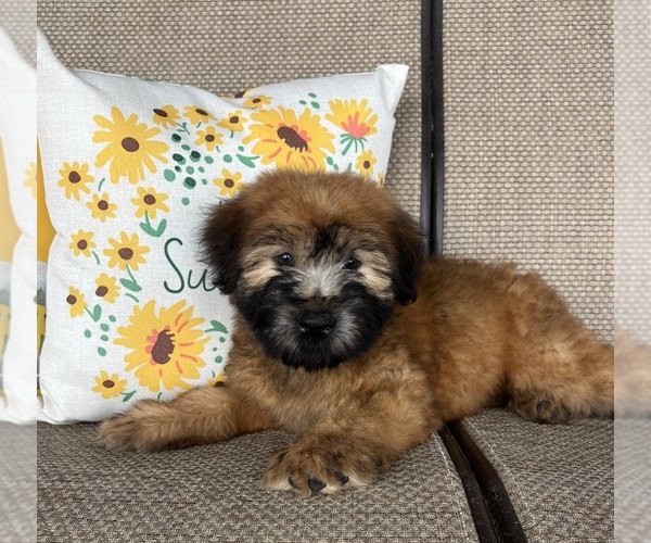 Medium Photo #1 Soft Coated Wheaten Terrier Puppy For Sale in DOSS, MO, USA