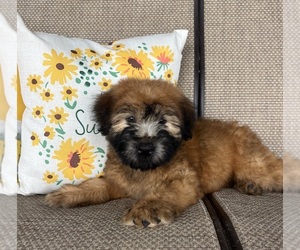 Soft Coated Wheaten Terrier Puppy for sale in DOSS, MO, USA