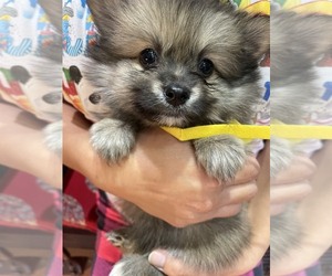 Pomeranian Puppy for sale in DUBLIN, CA, USA