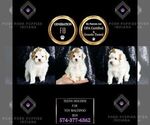 Small Photo #34 Maltipoo Puppy For Sale in WARSAW, IN, USA