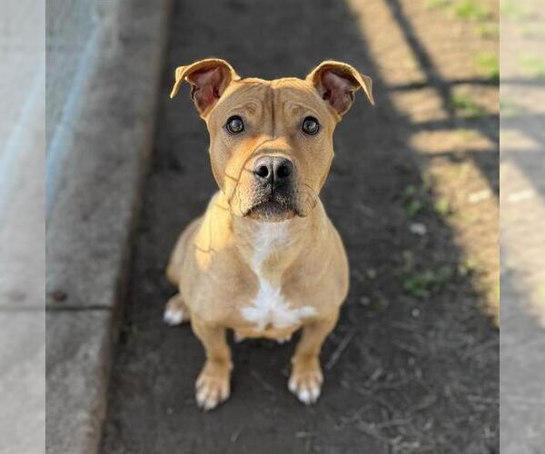 Medium Photo #1 Mutt Puppy For Sale in Modesto, CA, USA